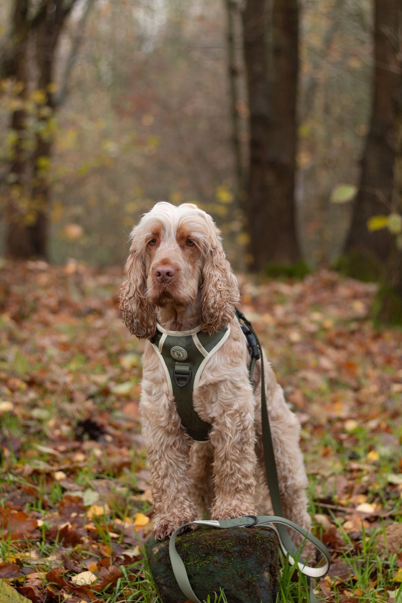 Forest Glade Adventurer Harness