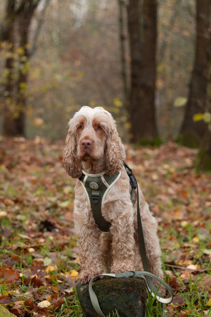 Forest Glade Adventurer Harness