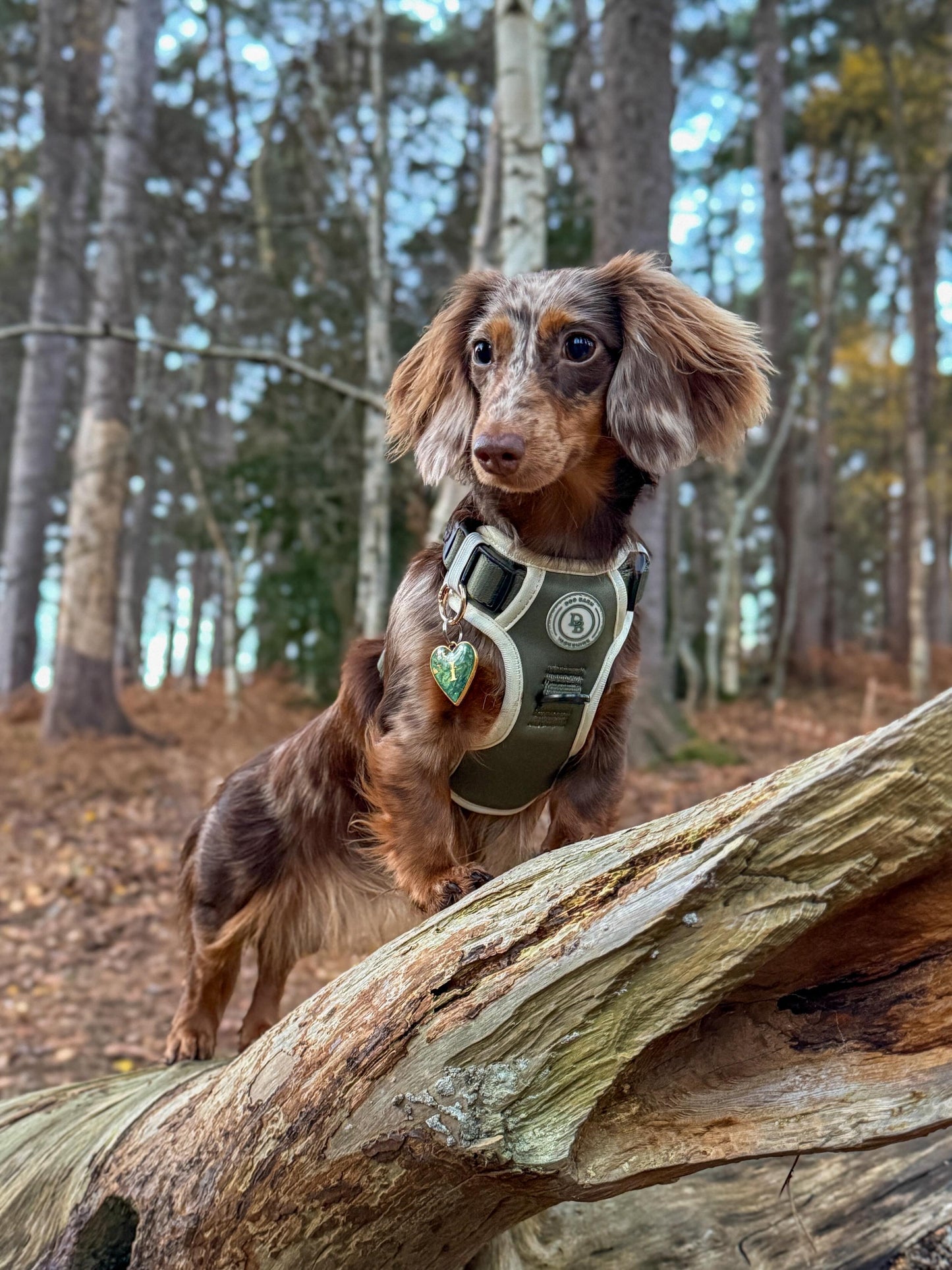 Forest Glade Adventurer Harness