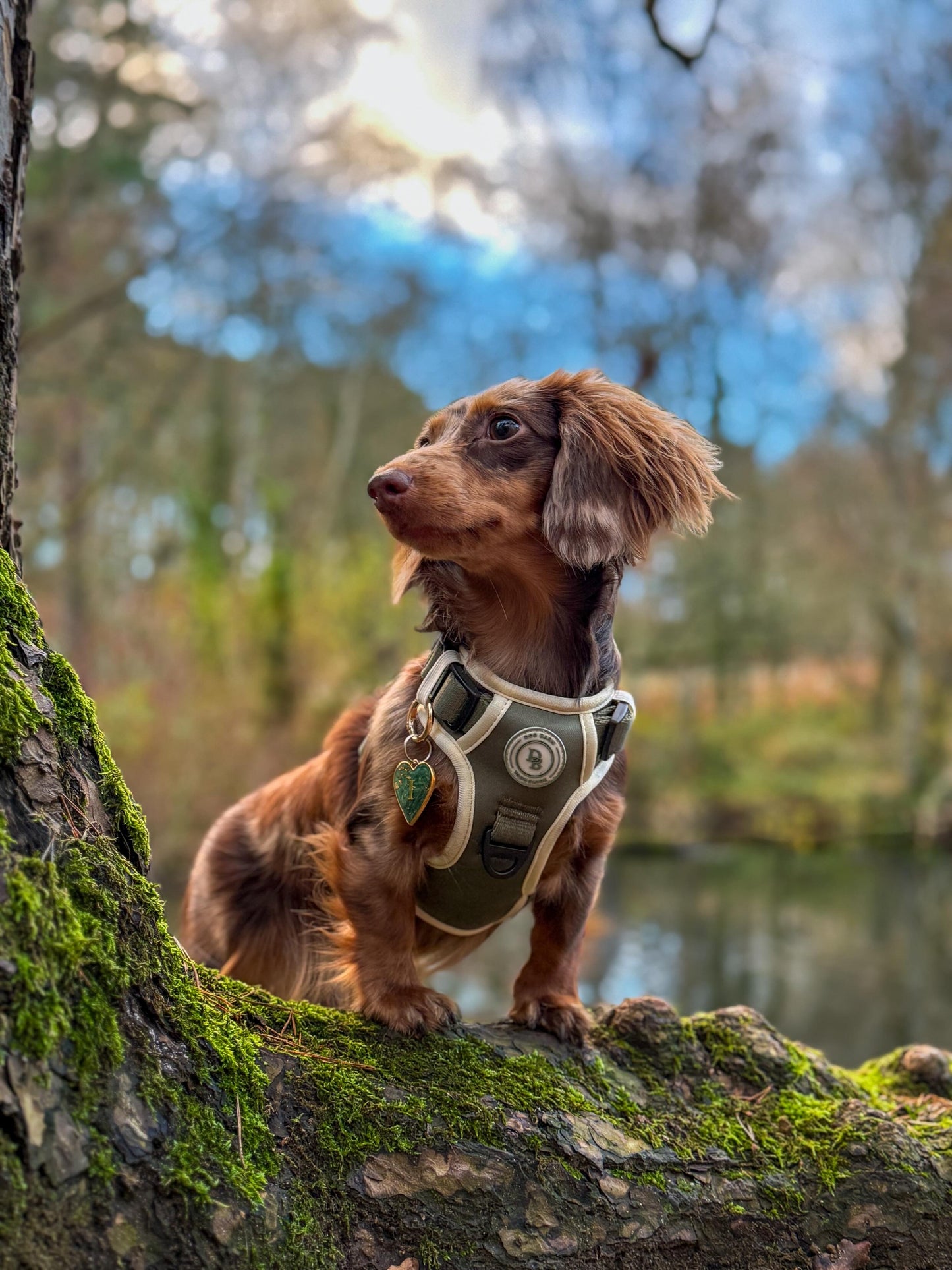 Forest Glade Adventurer Harness