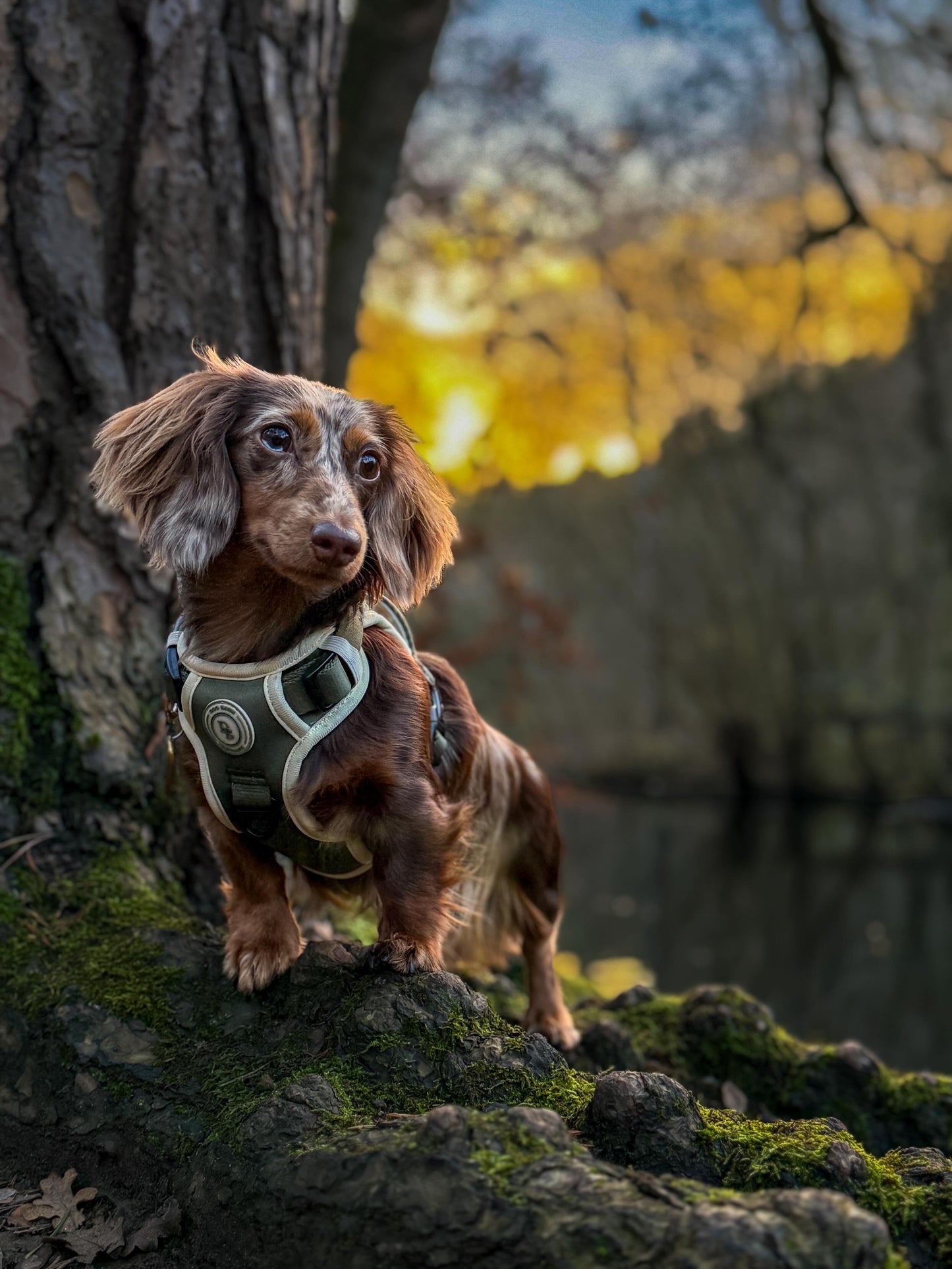 Forest Glade Adventurer Harness