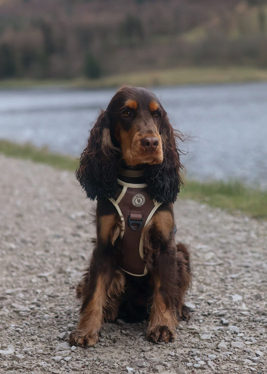 Chestnut Trail Adventurer Harness