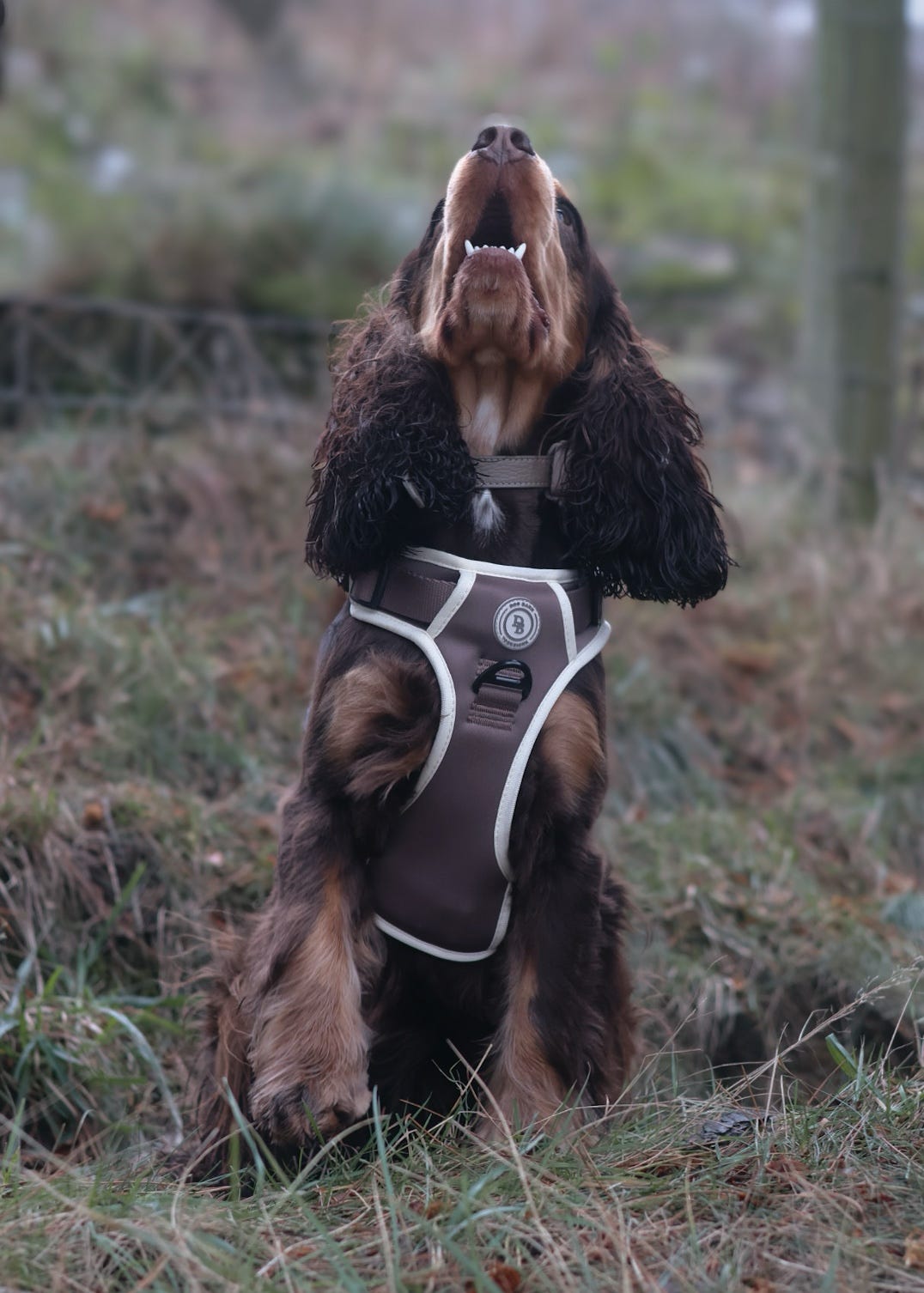 Chestnut Trail Adventurer Harness