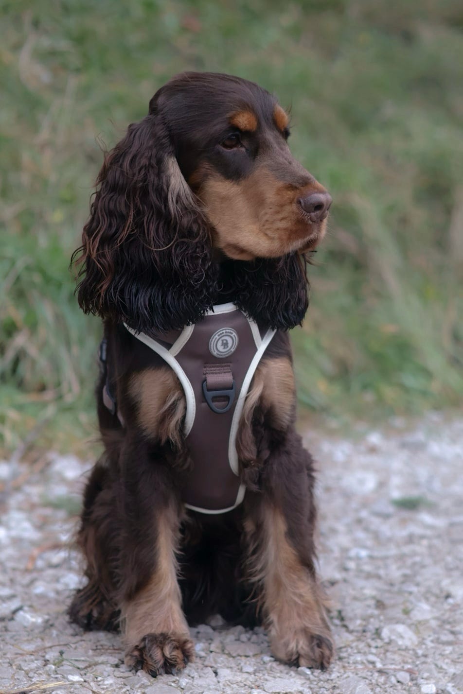 Chestnut Trail Adventurer Harness