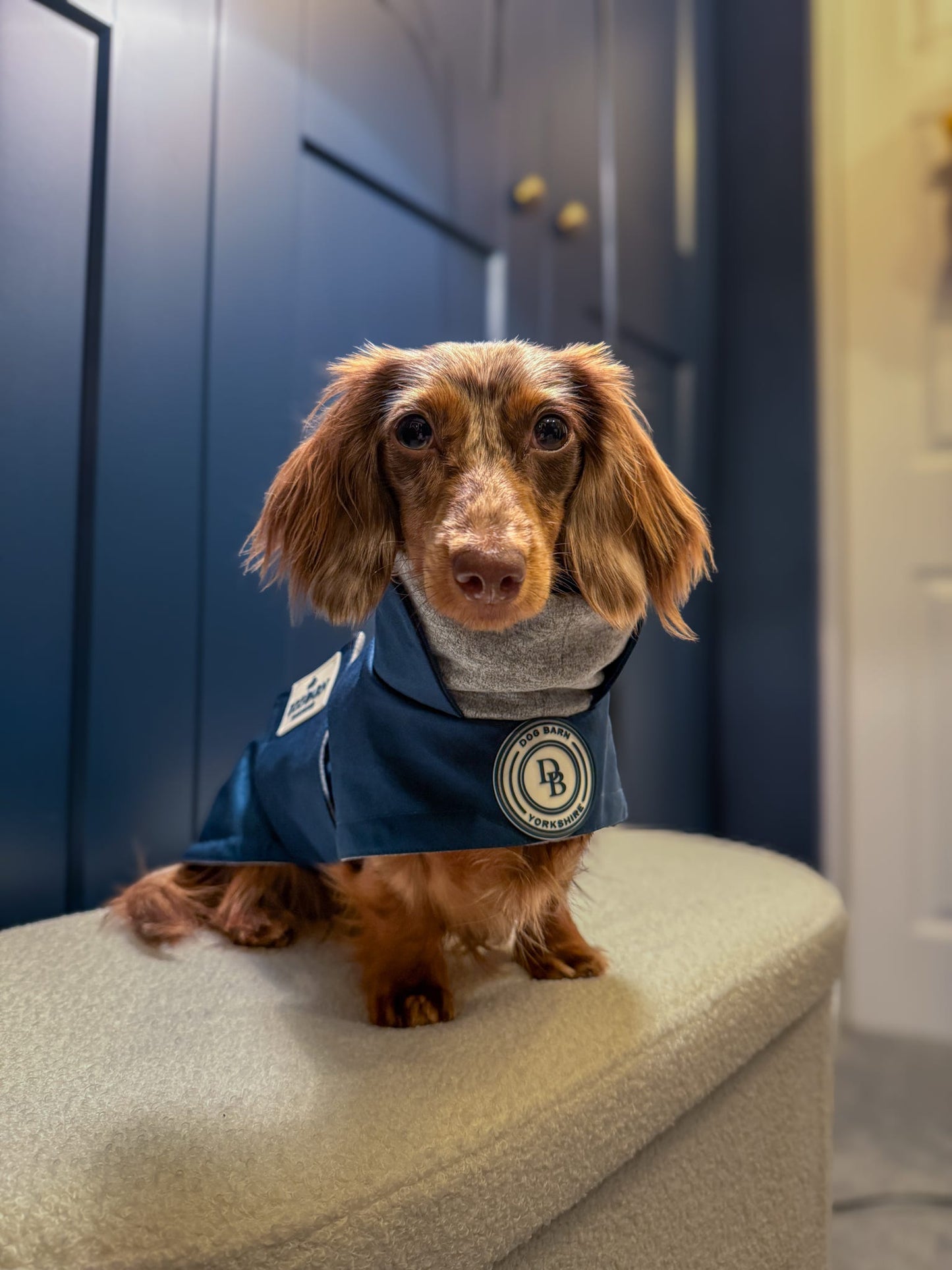 Dachshund Starlit Meadow Winter Rain Jacket (Fleece Lined)