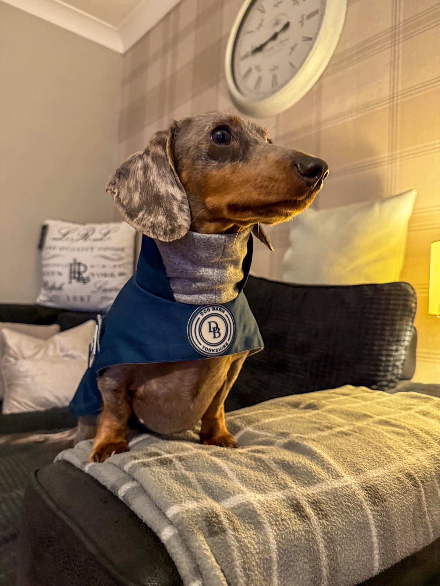 Dachshund Starlit Meadow Winter Rain Jacket (Fleece Lined)