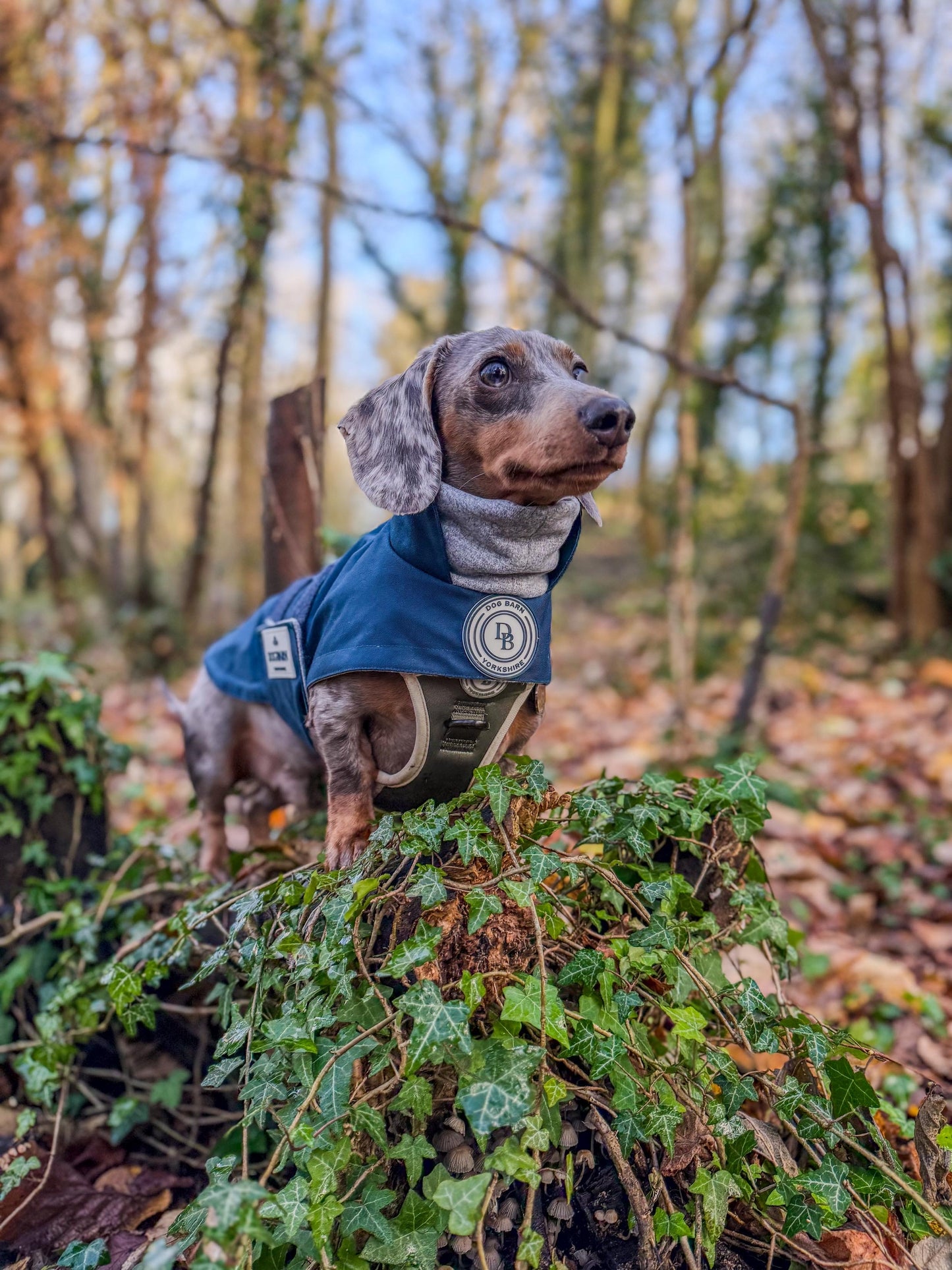 Dachshund Starlit Meadow Winter Rain Jacket (Fleece Lined)