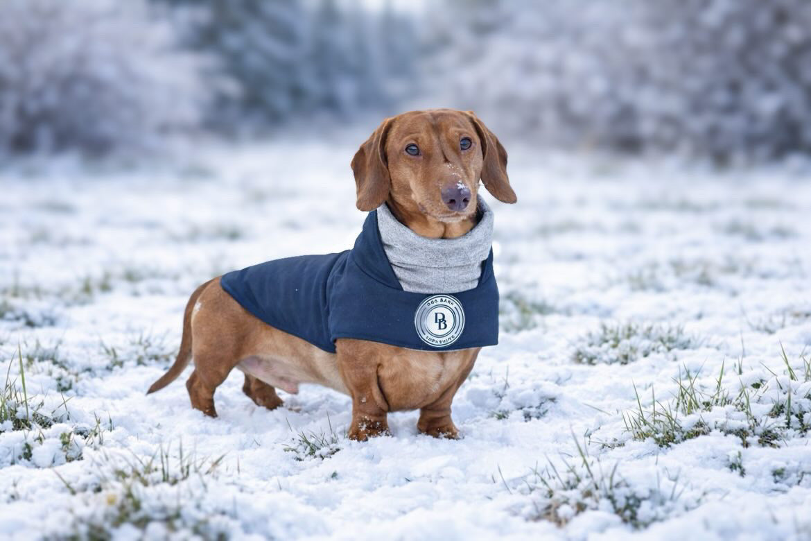 Dachshund Starlit Meadow Winter Rain Jacket (Fleece Lined)