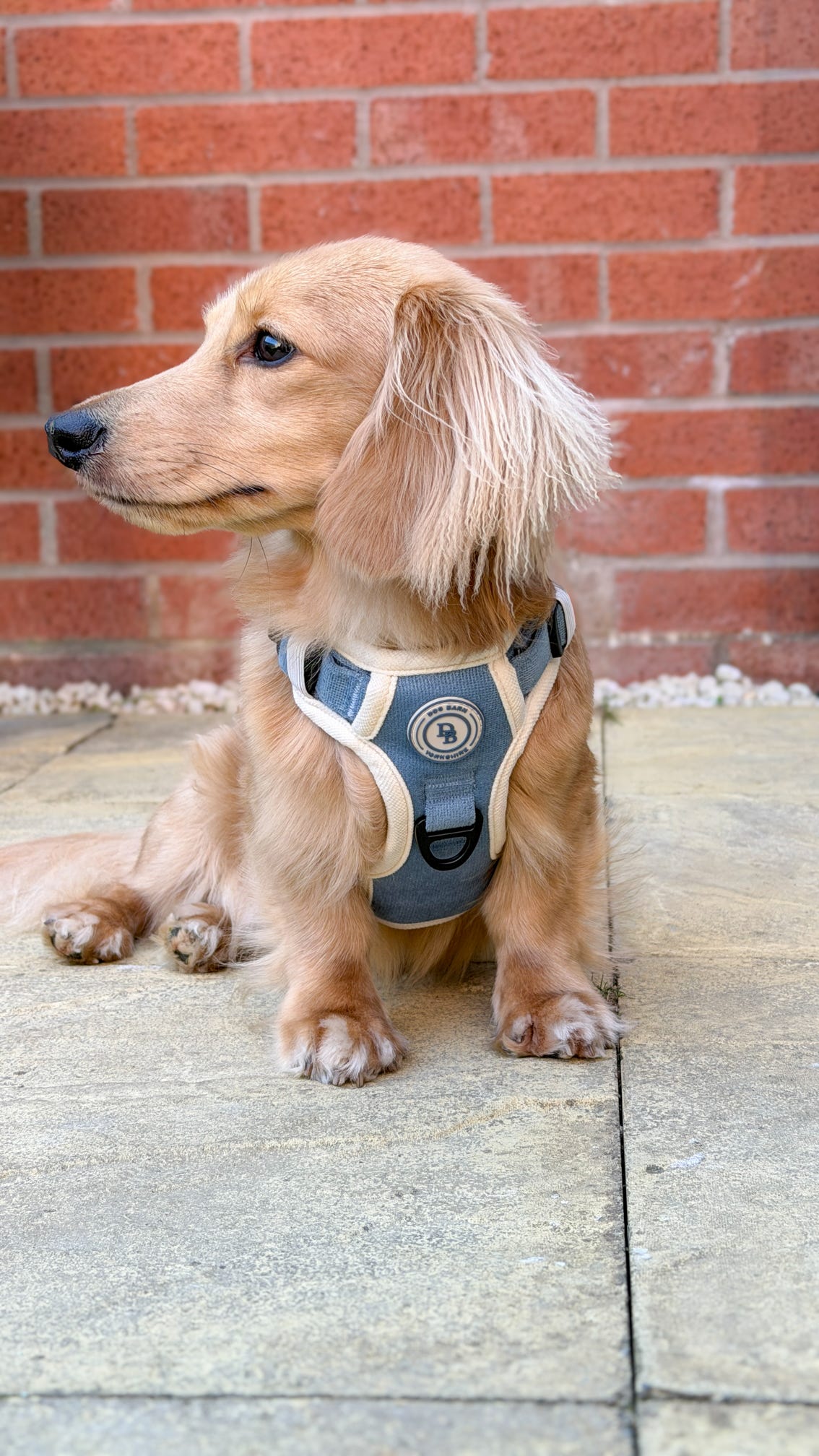 Dachshund Blue Sky Moor Adventurer Harness (Corded Material)