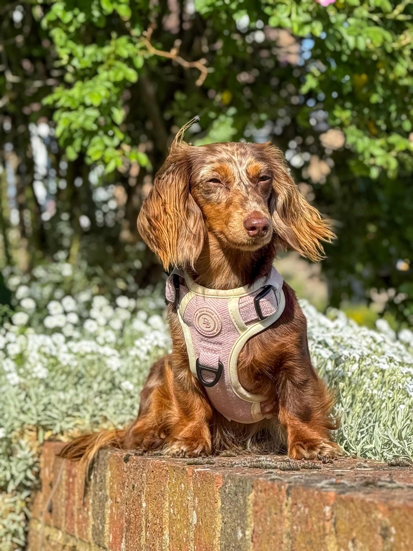 Dachshund Blush Petal Adventurer Harness