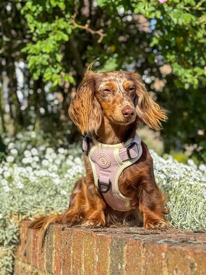 Dachshund Blush Petal Adventurer Harness