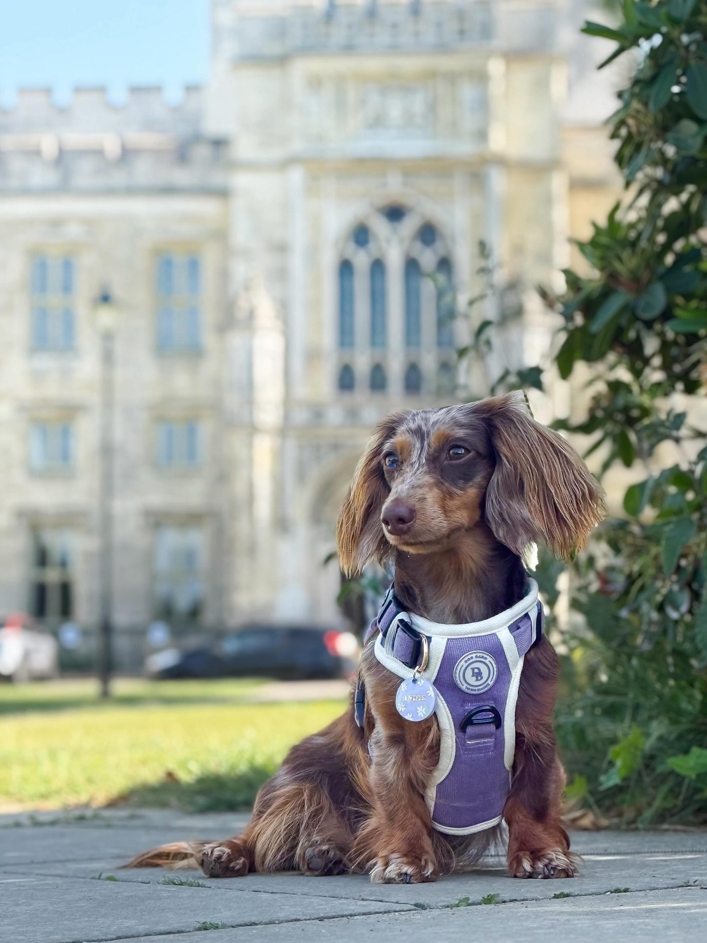 Dachshund Lavender Meadow Adventurer Harness (Corded Material)