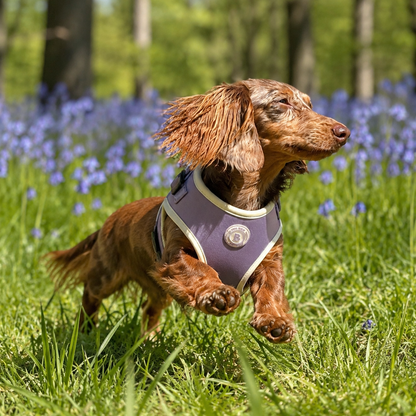 A dachshund running through a grassy field of bluebells, wearing a purple and cream dog harness.