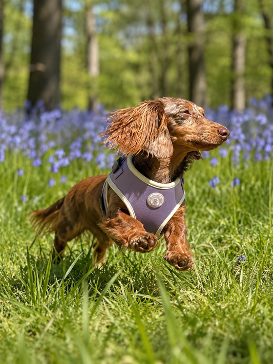 Dachshund Lavender Meadow Harness
