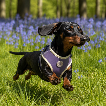 A black and tan dachshund running through a grassy field filled with blue flowers, wearing a purple harness with white trim.